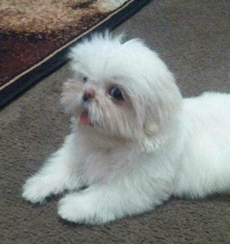In addition, it has been a fairly new mix, breeders are still trying to tweak its look to reach a perfect standard. Teacup Shih Tzu Puppy for Sale in Mustang, Oklahoma ...