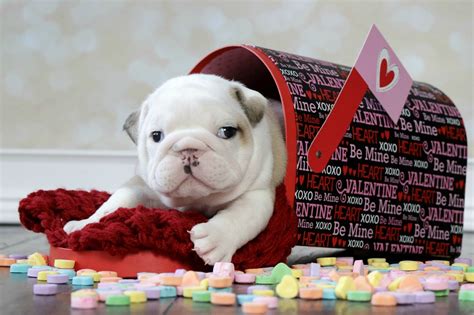 20 Valentines Day Puppies That Will Melt Your Heart