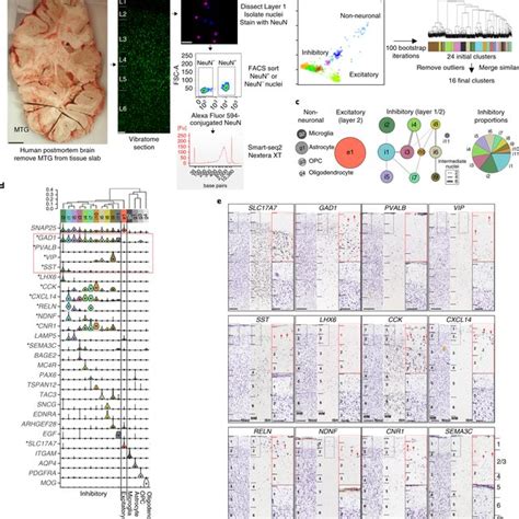 Identification Of Transcriptomic Cell Types In Layer 1 Of Human
