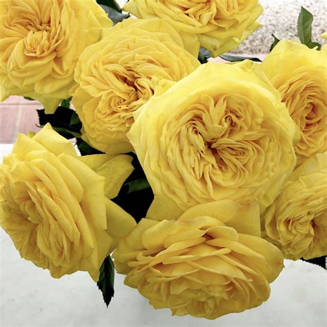 This large paper flowers tutorial is a sponsored post written on behalf of joann. Lemon Pompon is a yellow German garden rose with a ...