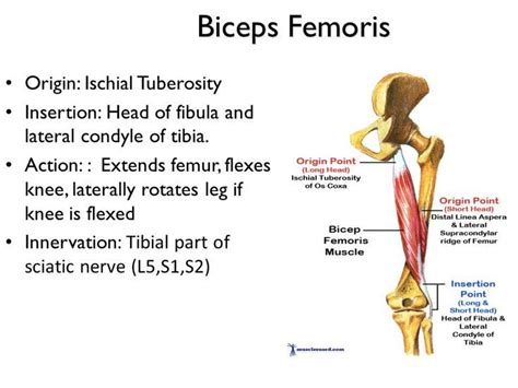 biceps femoris origin and insertion - Google Search | Muscle anatomy