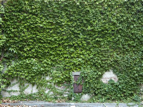 Ivy Green Wall Png Wall Climbing Ivy Decoration Wall Plant Set Bmp