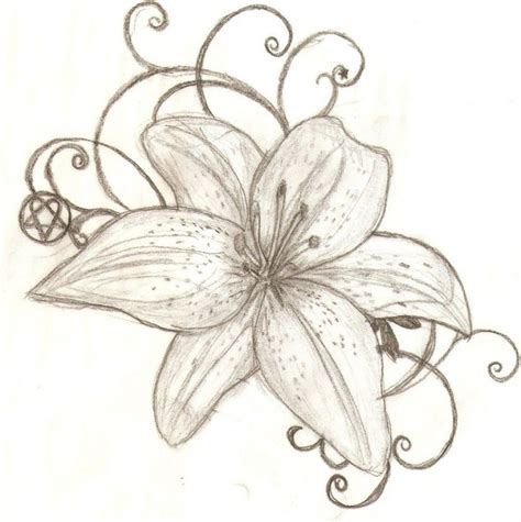 Tiger Lilly Flower Drawing Tiger Lilies Drawing At Getdrawings Free