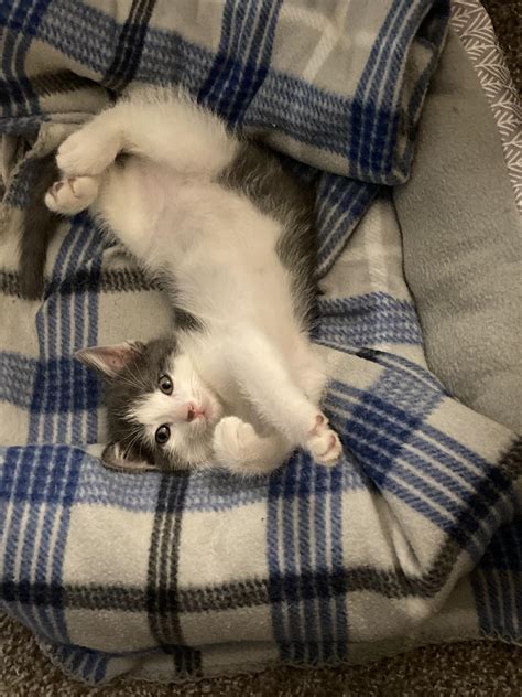 Cuteness overload : r/kittens