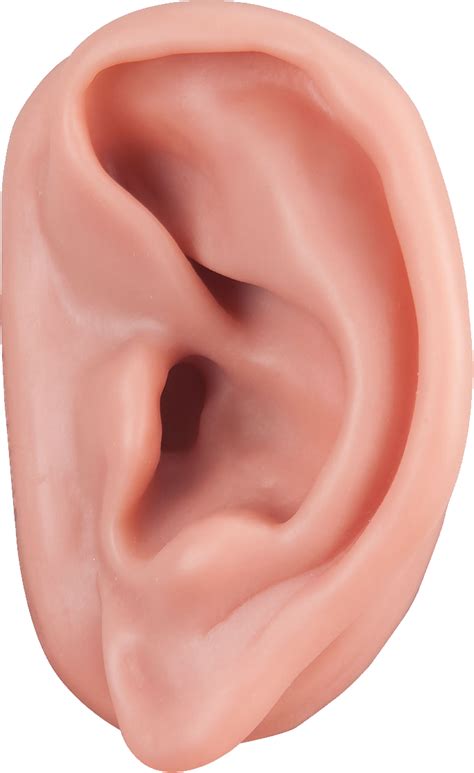 Ear Png Image Ear Human Ear Model
