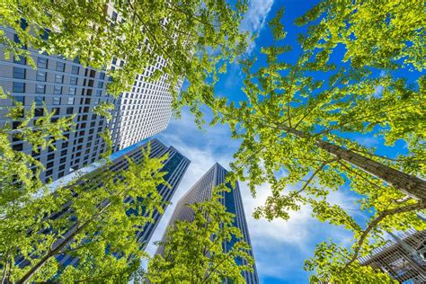 Half Of Urban Trees Are Outside Their ‘comfort Zone Future Plantings