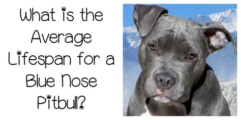 A pitbull life is 10 to 15 years. Blue Nose PitBull Lifespan: Longer than you think