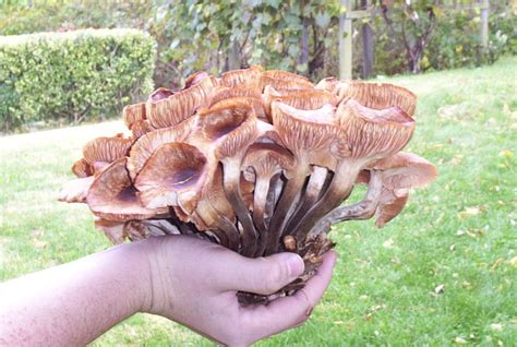 Cluster Of Mushrooms Found In Local Yard Mushroom Hunting And