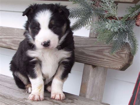 Border Collie puppies for sale - AKC Marketplace