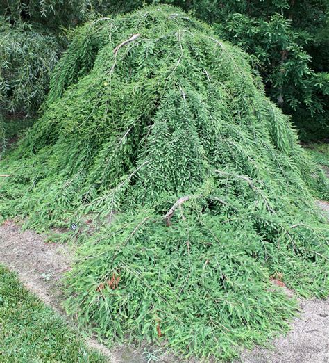 This Weeping Evergreen Makes An Elegant Specimen Georges Plant Pick