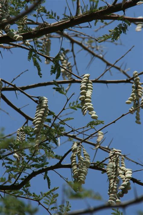 African Plants A Photo Guide Acacia Nilotica L Willd Ex Delile
