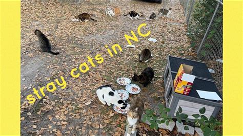 Stray Cat Colony In North Carolina Youtube