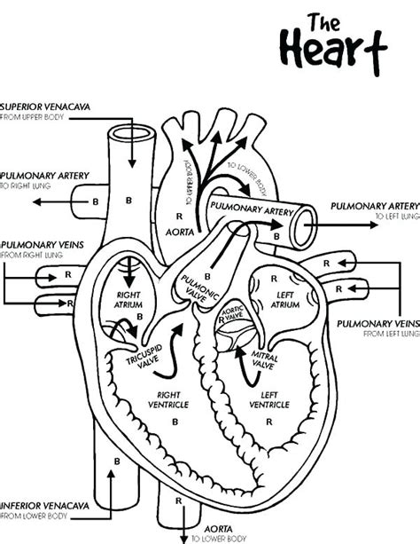 Human Heart Outline Coloring Pages