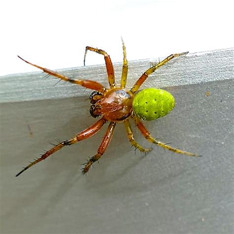 Spider Green And Amber In Alaska Araniella Proxima Bugguidenet