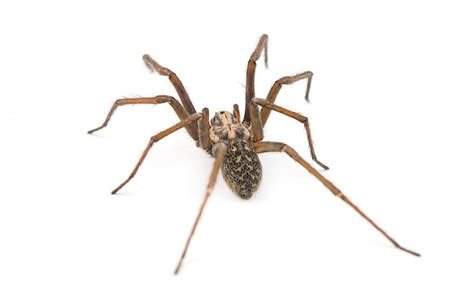 Benefits And Dangers Of Spiders In Arizona Pest Control Az