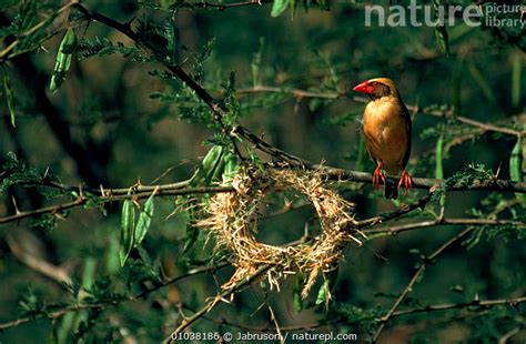 Stock Photo Of Male Red Billed Quelea At Nest Ring Tsavo Np Kenya