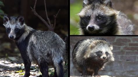 Are Raccoon Dogs Pets