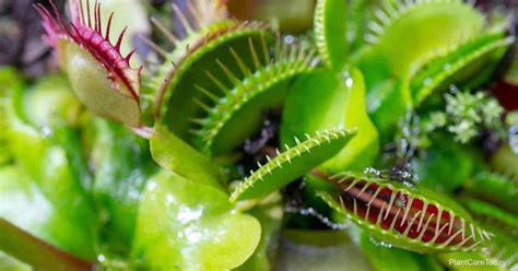 It naturally grows in nutrient poor bogs and wetlands. Venus Fly Trap Turning Black: Why & How To Control It