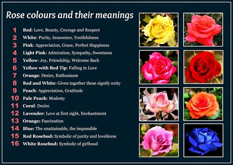 Meaning Of Color Of Roses Chart