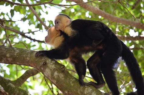 Kostenlose Foto Natur Tier Tierwelt Zoo Dschungel Tropisch
