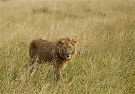 Leones En Sabana Africana En Masai Mara Fotos De Stock Fotos