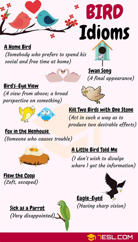 Bird Idioms 27 Useful Phrases And Idioms About Birds 7 E S L English