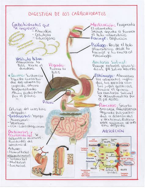 Esquema Digestión De Los Carbohidratos Esquemas Y Mapas Conceptuales