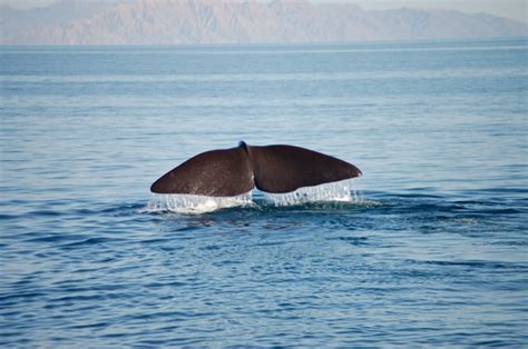 Is a blue whale really blue? Rob-servations #8 Sperm whale identification - Bajawhale.com