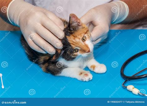 A Veterinarian Examines A Kitten With Ringworm On Its Paws Stock Image
