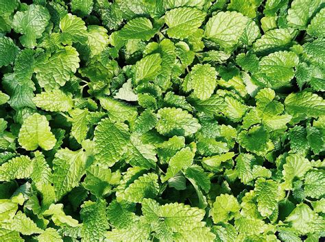 With the help of my research, your christmas eve mojitos and holiday peppermint cupcakes won't suffer the consequences of spearmint, on the other hand, is part of the spicata species and occurs naturally (it's not a plant hybrid). Spearmint Mint | Greenwood Nursery