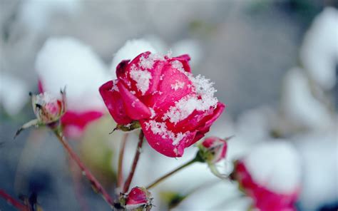 Snow Over A Beautiful Pink Rose Flowers In The Garden