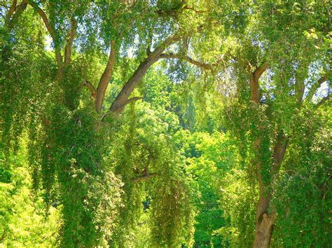 Aspen Forest Photograph By Maro Kentros Fine Art America