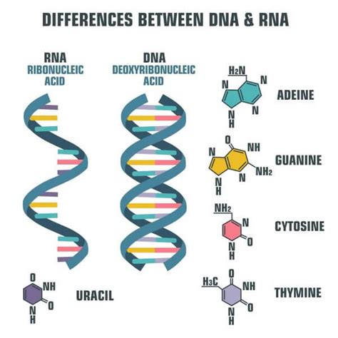 Describe Main Differences Between Rna And Dna Dna Vs Rna