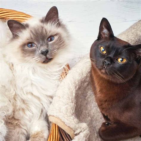 19 Cat Breeds That Don't Shed or Shed Less than Others I Discerning Cat