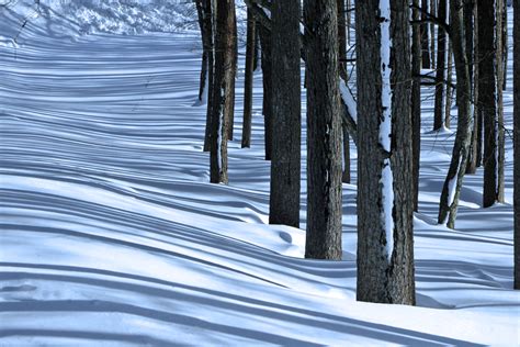 Wallpaper Winter Snow Contrast Forest Shadows Beacheslandscapes