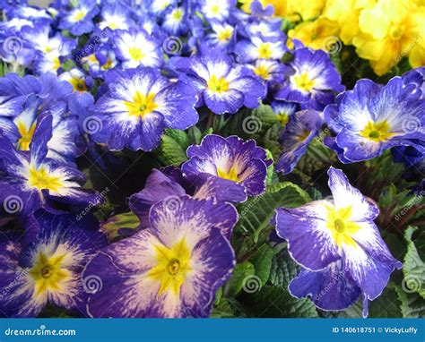 Captivating Blue And Yellow Colorful Primrose Flowers On Display Stock