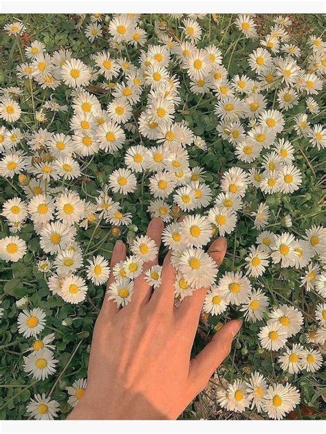 Aesthetic 1080p, 2k, 4k, 5k hd wallpapers free download, these wallpapers are free download for pc, laptop, iphone, android phone and ipad desktop The Flowers Sticker by Viktor Didkovskyi | Green aesthetic ...
