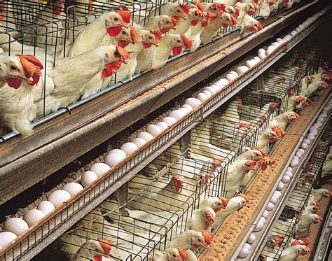 Poultry Farming Description Techniques Types And Facts Britannica