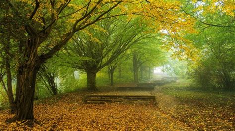 Path Steps Covered By Leaves Fallen From Green Yellow Autumn Trees Hd