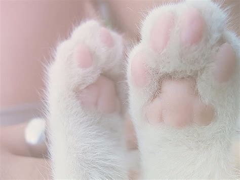 720p Free Download Paws Pink Cats White Animals Hd Wallpaper