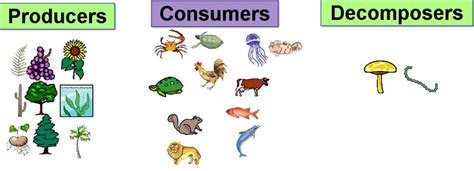 Food Chain Producers Clip Art Library