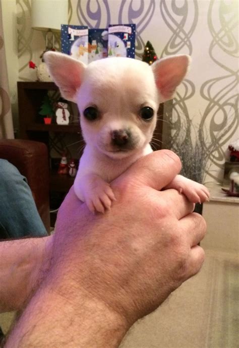 They need to be socialized from the time they get to their new homes and this should continue throughout their lives. Stunning White Teacup Female Chihuahua Puppy SOLD | Verwood, Dorset | Pets4Homes