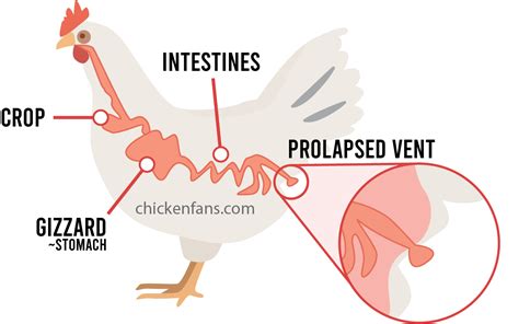 Prolapsed Vent In Chickens Causes And Treatment Chicken Fans