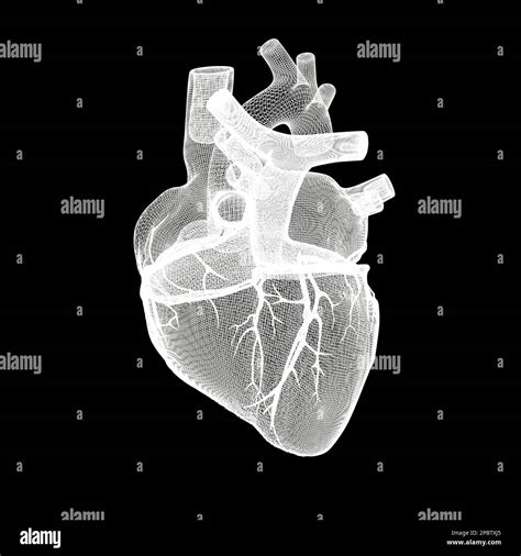 Human Heart Isolated On Balck Background 3d Illustration Stock Photo