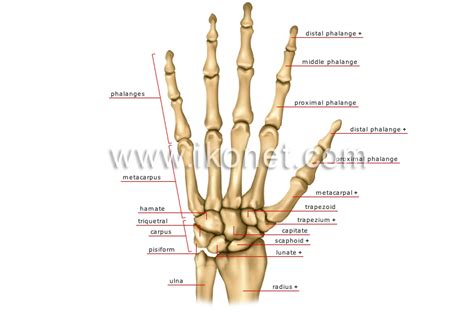 Maybe you would like to learn more about one of these? human being > anatomy > skeleton > hand image - Visual ...