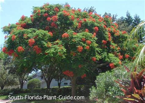 Check spelling or type a new query. Large Flowering Trees