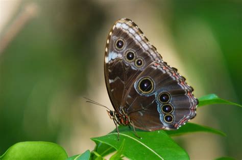 Mariposa Morfo Azul Común De Guerrero Morpho Helenor Subsp Guerrerensis