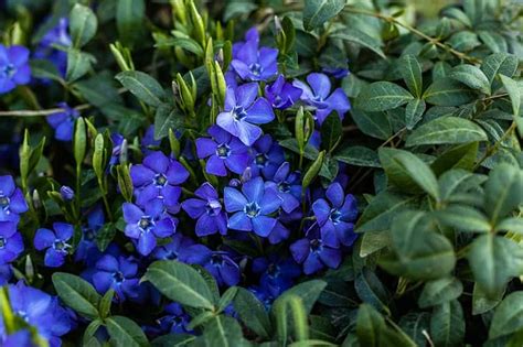 20 Types Of Blue Flowers A Visual Compendium