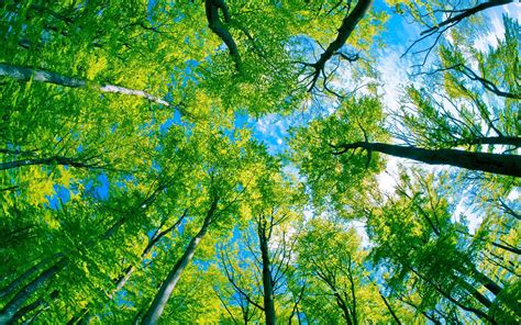 Green Forest Tree And Pure Blue Sky Wallpaper Nature And