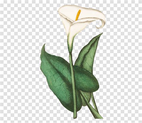 Calla Calla Lily Flowers Plant Blossom Leaf Acanthaceae Transparent